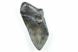 Partial, Fossil Megalodon Tooth - South Carolina #171082-1